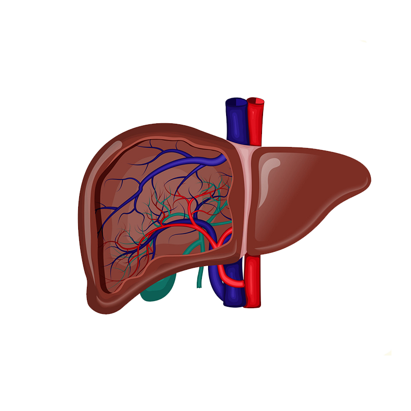 Gallbladder Stone Removal Surgery in Surat, Nadiad, Anand