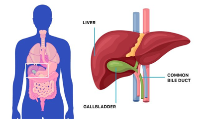 Symptoms of gallbladder, Best Laparoscopic Surgeon in Surat, Nadiad, anand